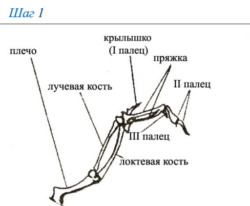 Как рисовать крылья
